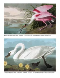 Roseate skestork og vanlig amerikansk svane, 1836
